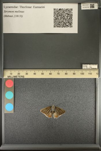 Media type: image;   Entomology 192706